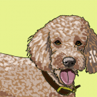 Buddy